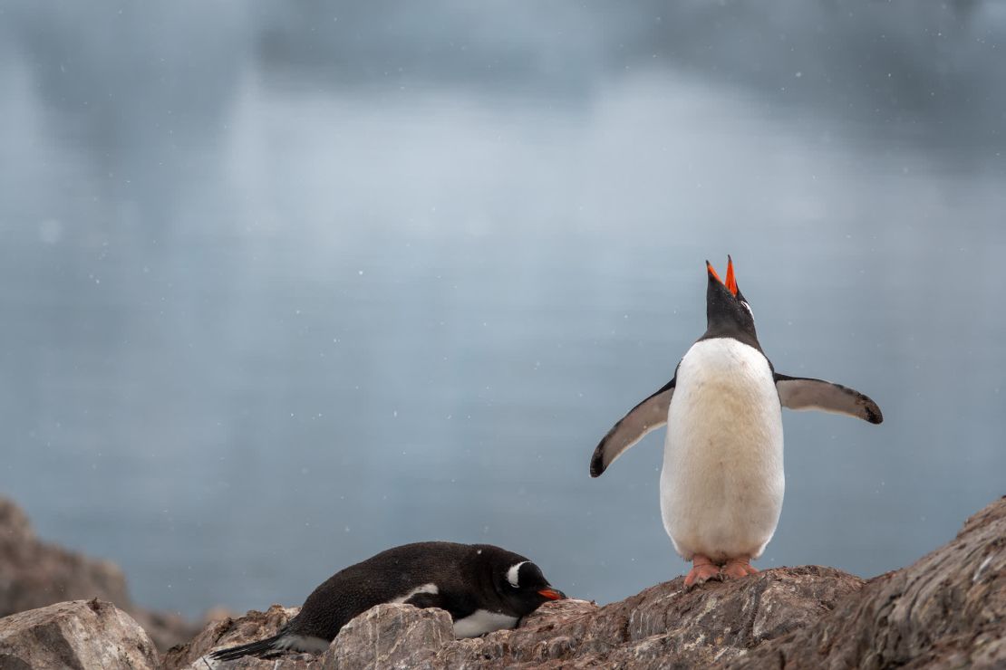 Un pingüino papúa grita durante la temporada de anidación en el puerto de Neko. Seaman dice que muchos pingüinos suelen unirse a las llamadas, creando un coro.