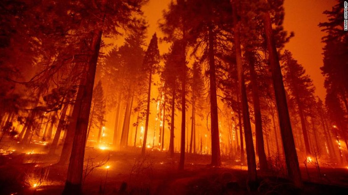 El incendio de Caldor arde entre los árboles de Mormom Emigrant Trail, al este de Sly Park, California.