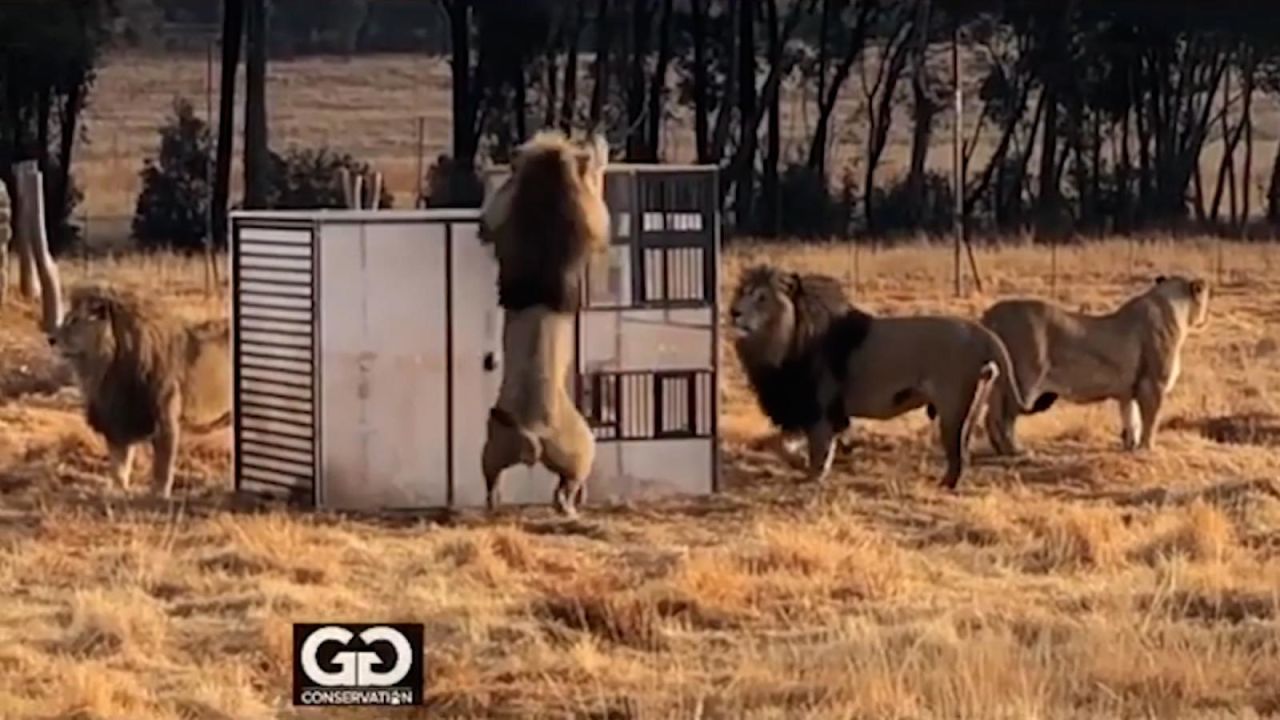 CNNE 1053083 - zoologico al reves- animales libres y humanos en jaulas