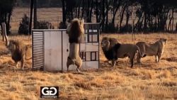 CNNE 1053083 - zoologico al reves- animales libres y humanos en jaulas