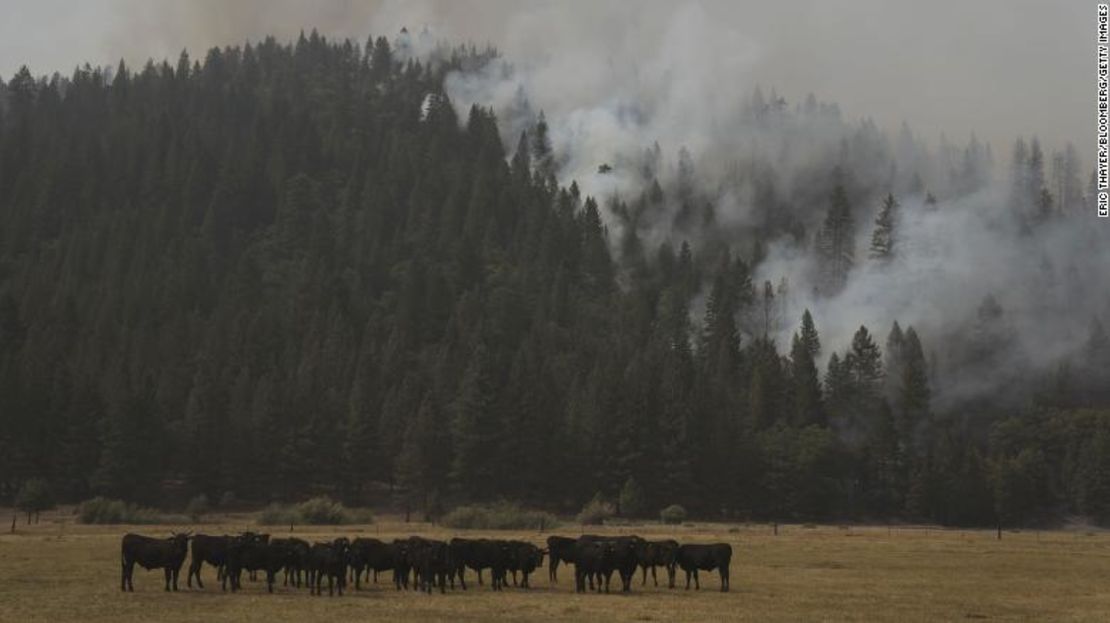 Vacas pastan frente a una ladera en llamas durante el incendio Dixie en Genesee, California, el 21 de agosto. Créditos: Eric Thayer/Bloomberg