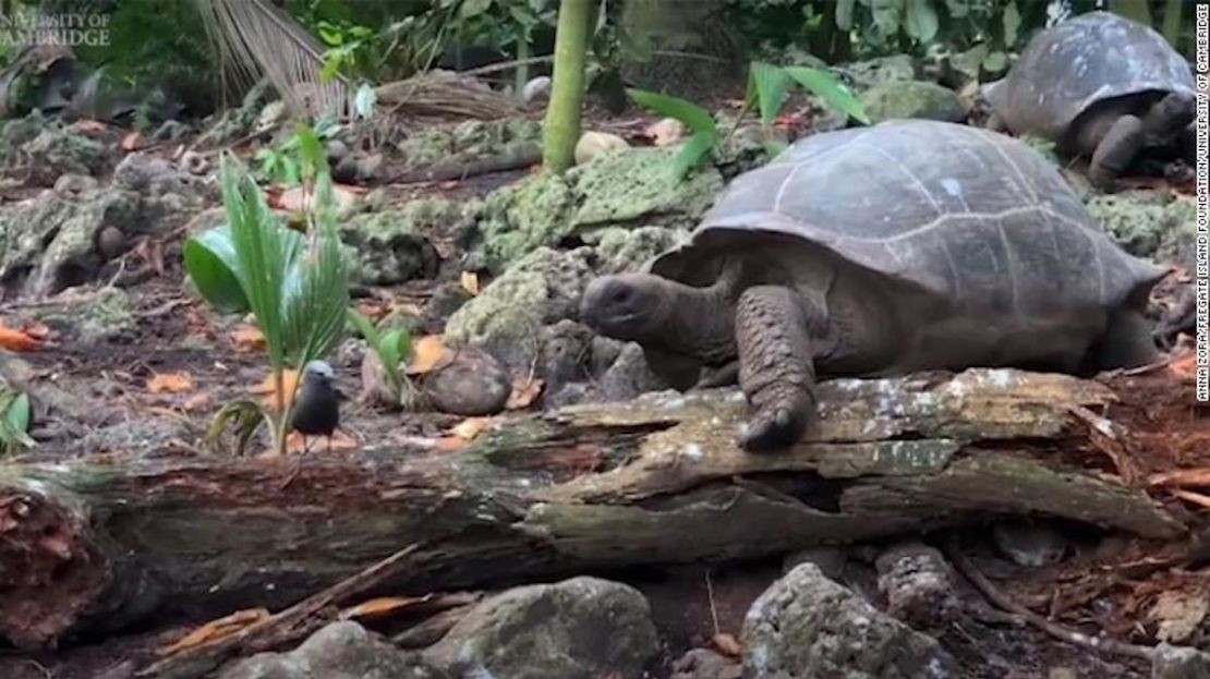 Los investigadores capturaron el momento en que una tortuga gigante de las Seychelles, Aldabrachelys gigantea, atacó y se comió al polluelo.