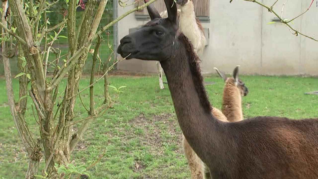 CNNE 1054621 - ensayan tratamiento contra el covid-19 a base de llamas