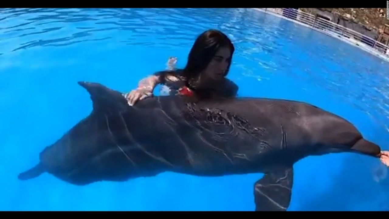 CNNE 1057954 - presentadora recibe criticas tras nadar con un delfin