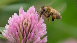 CNNE 1058432 - descubren abeja androgina en ecuador