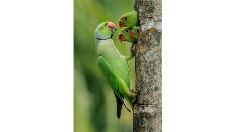 La imagen de la fotógrafa de Sri Lanka Gagana Mendis Wickramasinghe muestra a un periquito macho con anillos rosas alimentando a tres polluelos.