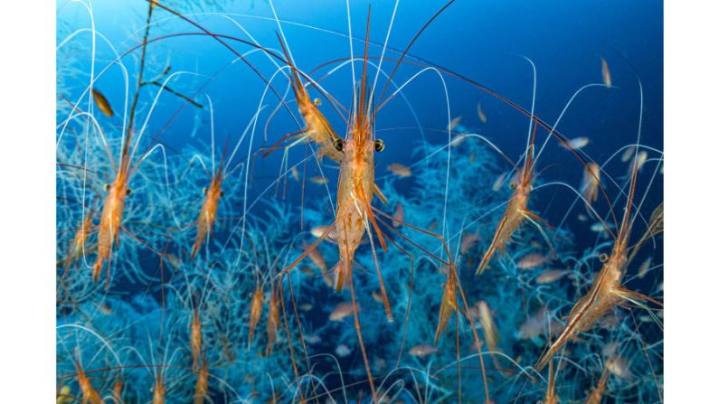 El fotógrafo francés Laurent Ballesta encontró miles de camarones narval en aguas profundas del Mediterráneo francés.