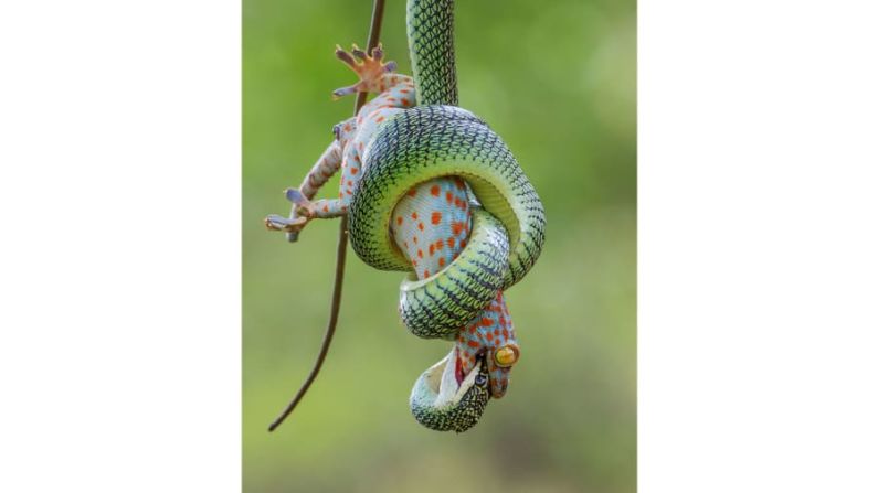 Wei Fu, de Tailandia, capturó esta lucha entre una serpiente dorada y un gecko tokay de manchas rojas.