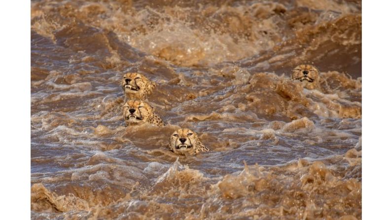 La fotógrafa de Sri Lanka y Australia Buddhilini de Soyza temía que estos guepardos machos no lograran salir de un río inundado en Masai Mara, Kenia.