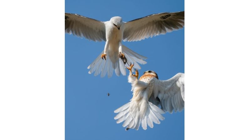 El fotógrafo estadounidense Jack Zhi tomó esta imagen de un joven milano de cola blanca que toma un ratón vivo de su padre en el aire.