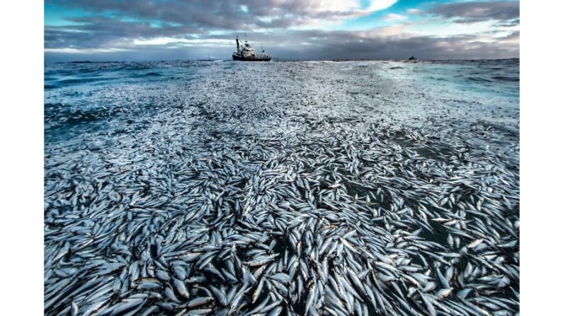 La imagen del fotógrafo noruego Audun Rikardsen de una capa de arenques muertos y moribundos se utilizó como prueba en un caso judicial contra el propietario de un barco de pesca.