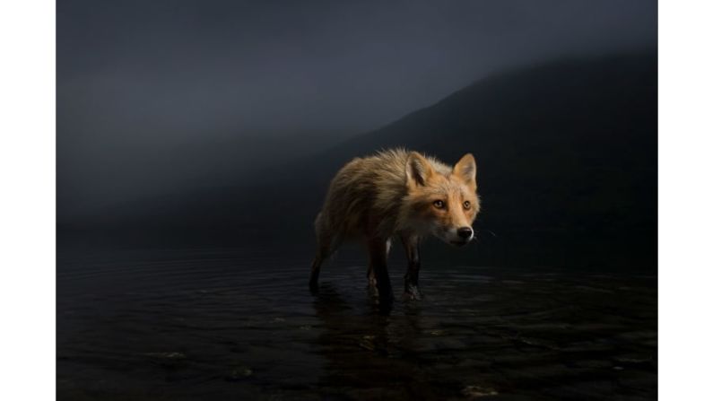 El fotógrafo estadounidense Jonny Armstrong capturó a este zorro en busca de cadáveres de salmón en Alaska.