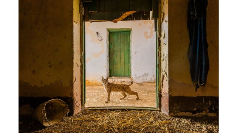 El fotógrafo español Sergio Marijuán tomó esta foto de un lince ibérico en la puerta de un pajar abandonado en Sierra Morena.