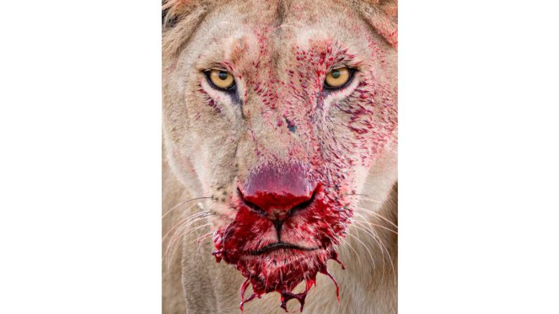 Esta imagen de una leona con sangre roja brillante fue tomada por la fotógrafa británica Lara Jackson en el Parque Nacional del Serengeti, Tanzania.