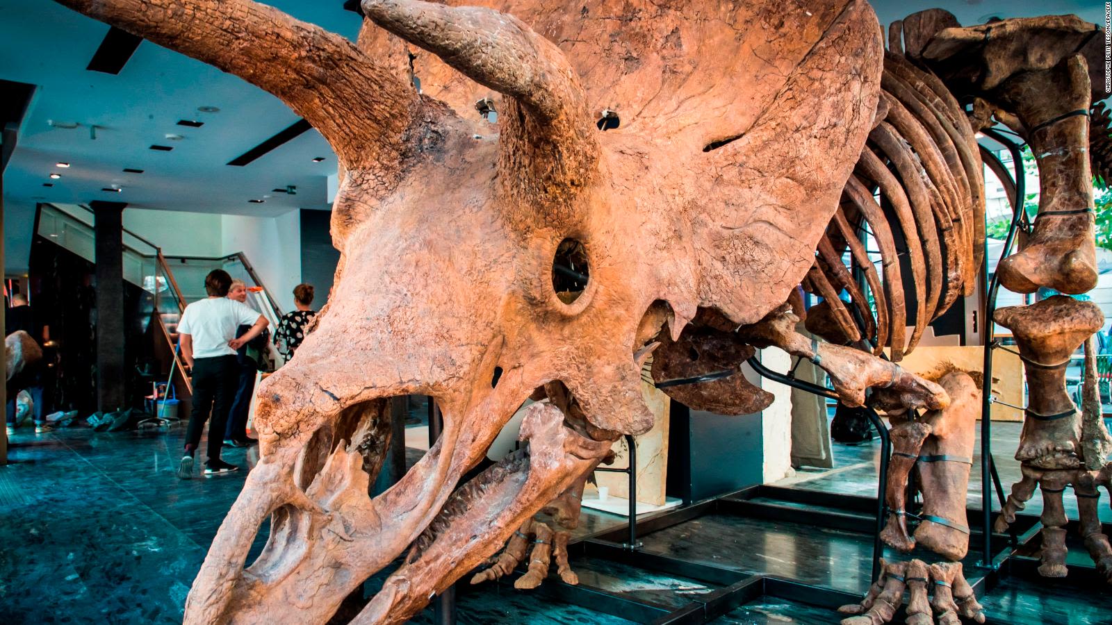 ¿Quieres tu propio Triceratops? Subastan un dinosaurio en París