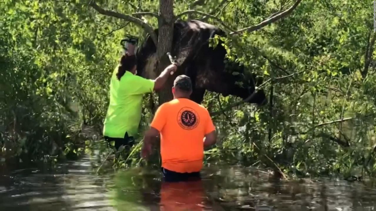 CNNE 1059084 - rescatan a una vaca atrapada en un arbol tras el huracan ida