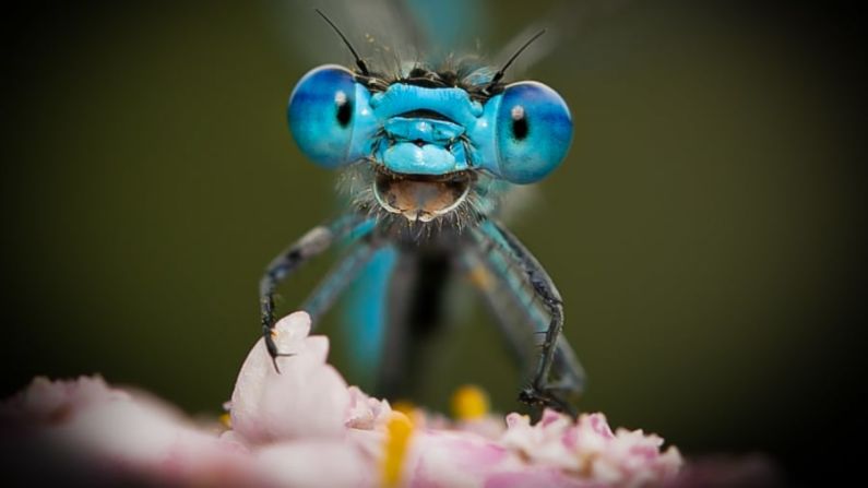 Una libélula parece que se está riendo frente a la cámara. Axel Bocker/Comedy Wildlife Photography Awards 2021