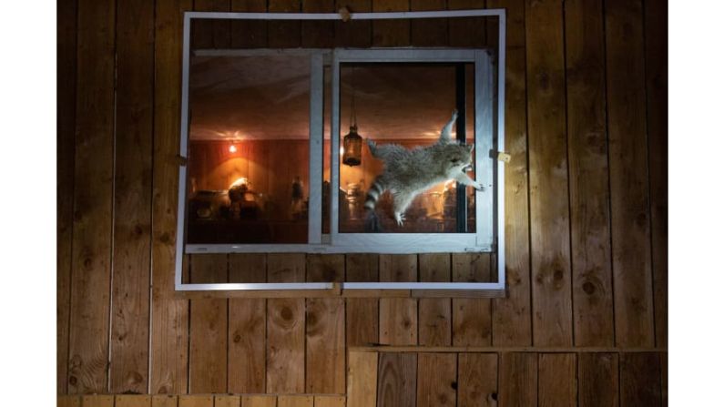 Este mapache es conocido por intentar entrar en casas en Francia. Nicolas de Vaulx / Comedy Wildlife Photography Awards 2021