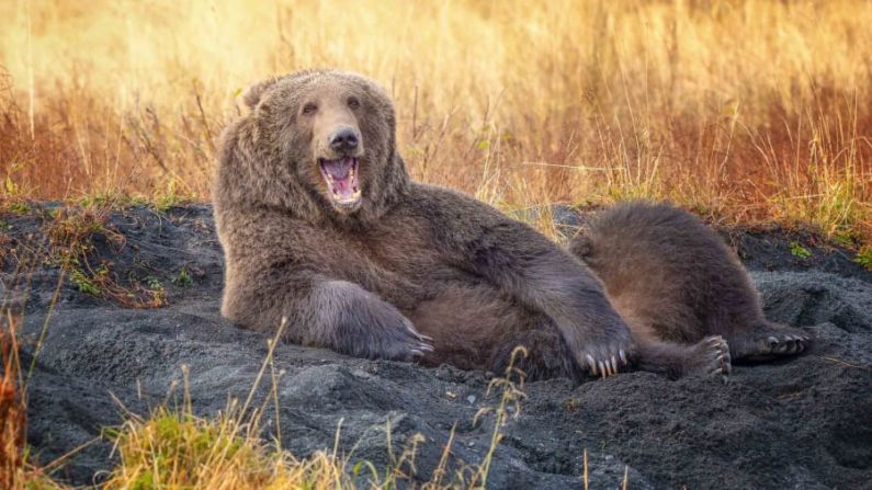 Este joven oso pardo Kodiak se hizo una cama en la arena antes de acostarse y parecer sonreír para la cámara. Wenona Suydam/Comedy Wildlife Photography Awards 2021