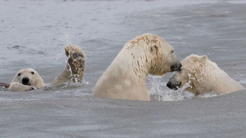 Un cachorro de oso polar invade un momento tierno entre su madre y su hermano en el norte de Alaska. Cheryl Strahl/Comedy Wildlife Photography Awards 2021