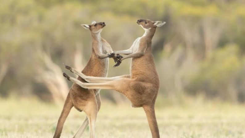 Otra imagen que compitió fue la de dos canguros peleando en Perth, Australia Occidental.