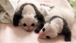 CNNE 1060071 - cachorros de panda comienzan a mostrar sus machas