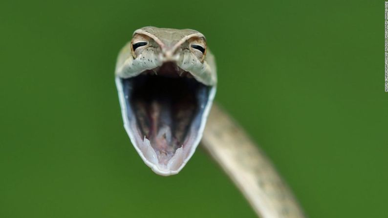 Las serpientes de vid son comunes en los Ghats occidentales de la India.