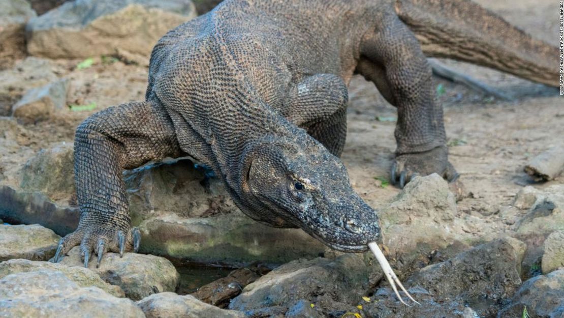 Un dragón de Komodo en un abrevadero en el bosque en la isla de Komodo, parte del Parque Nacional de Komodo, Indonesia.