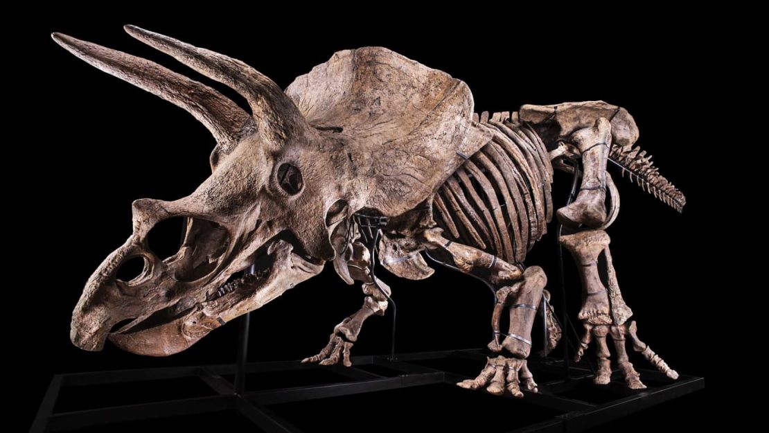 El esqueleto de Triceratops tiene 66 millones de años. Crédito: Cortesía de Giquello