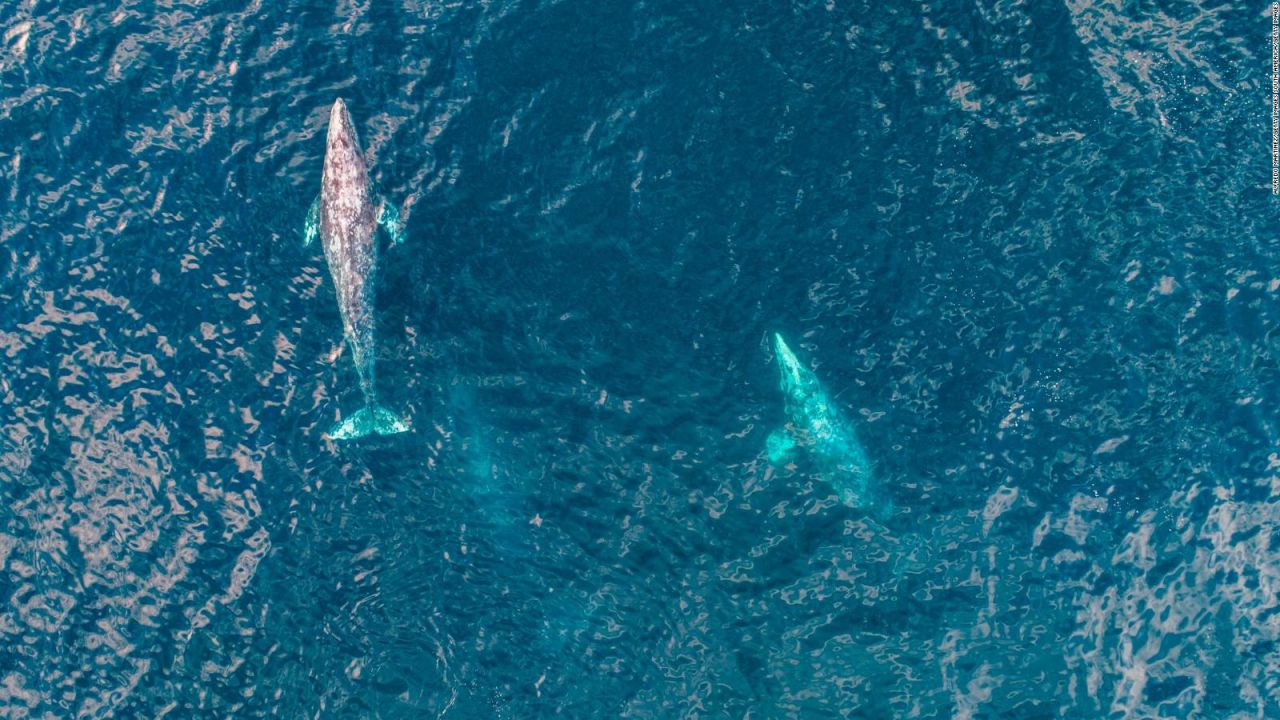 CNNE 1061534 - mira como una ballena lleva a pasear a un pescador