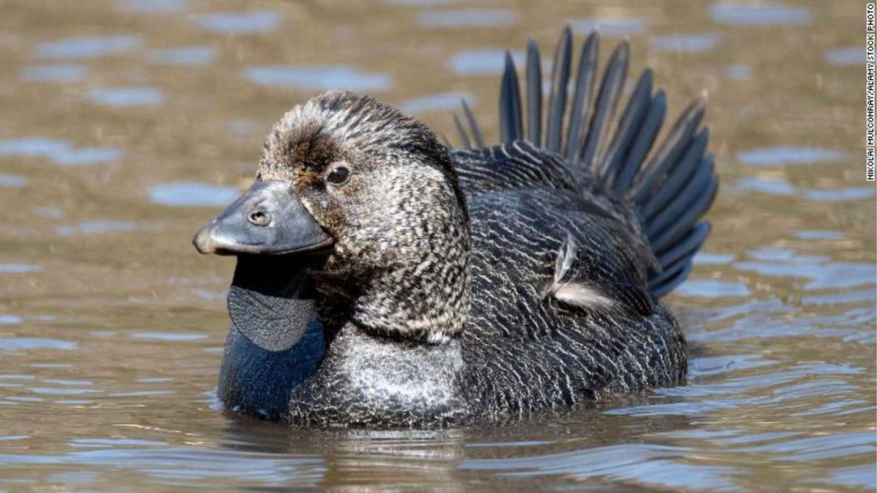 CNNE 1062639 - estos patos imitan humanos y "saben" insultar