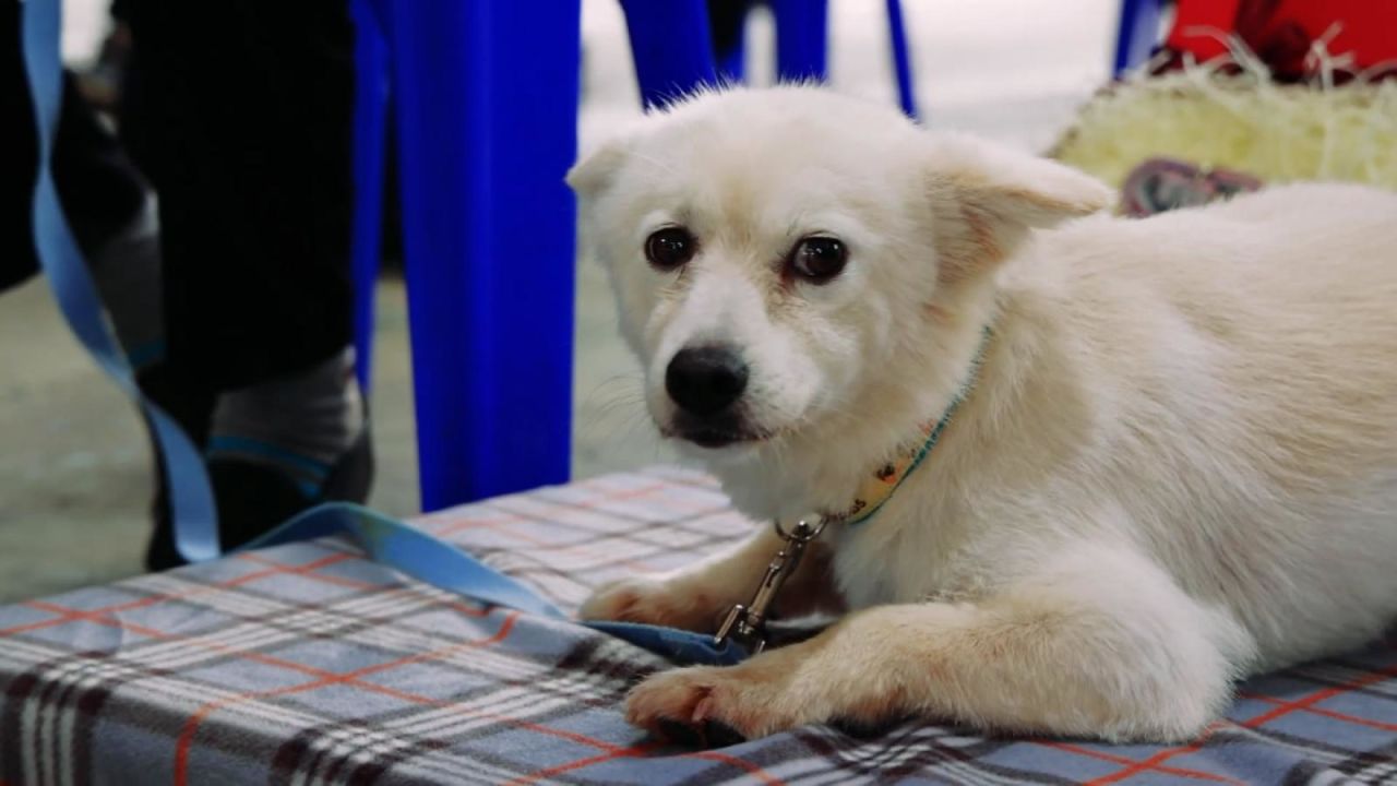 CNNE 1063072 - este perro heroe salvo a su duena, una mujer de 90 anos