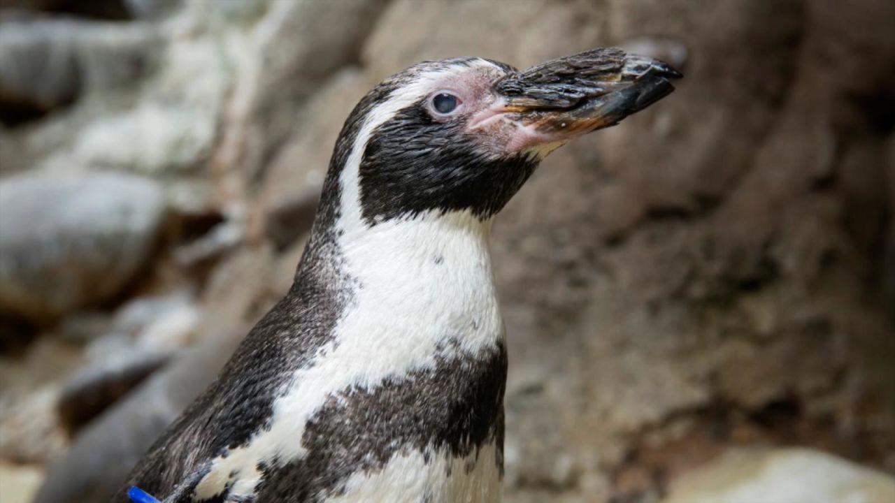 CNNE 1063074 - muere uno de los pinguinos mas viejos del mundo