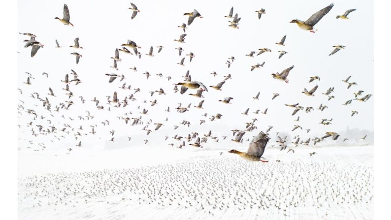 El fotógrafo noruego Terje Kolaas ganó el premio general con esta foto de miles de gansos de patas rosas en Levanger, Noruega.