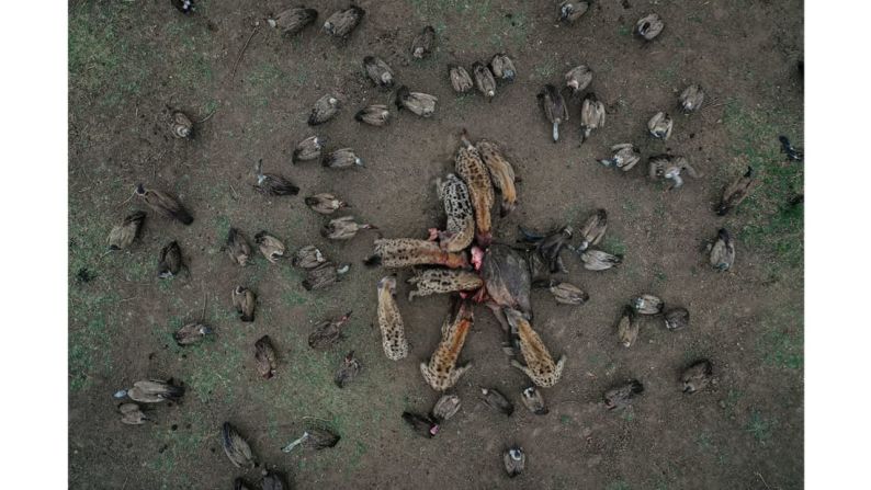 El fotógrafo español Igor Altuna fue subcampeón en la categoría de Vida Silvestre con esta imagen de leones alimentándose de un búfalo en Zambia.