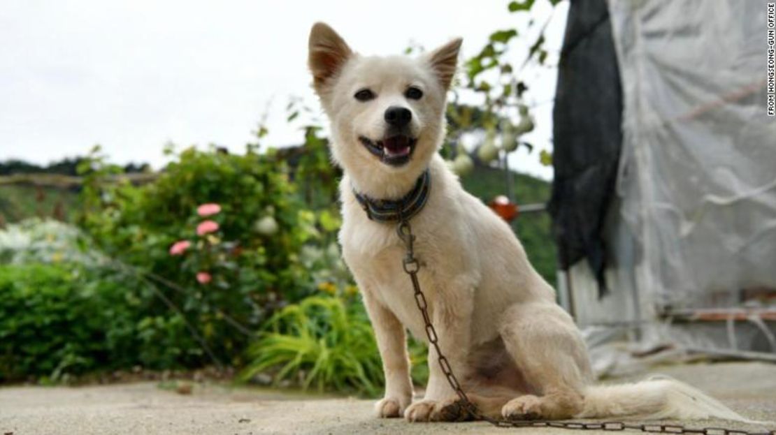 El perro Baekgu salvó a su dueña de 90 años tras desplomarse en un campo de arroz en Hongseong (Corea del Sur).