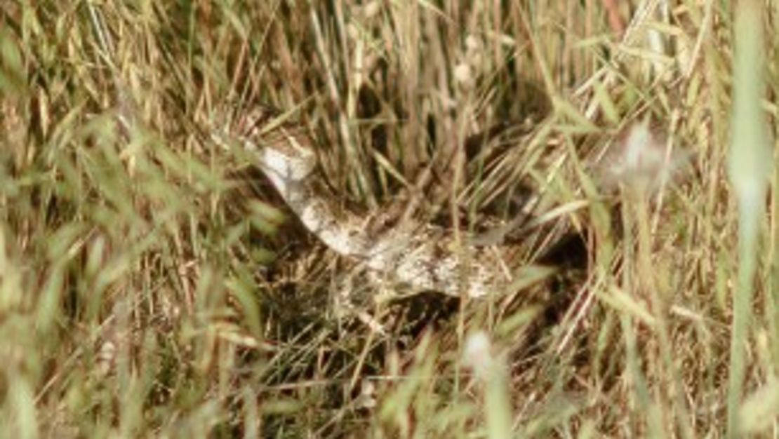 CNNE 10631b1b - 160622190109-11-snake-bite-wedding-shoot-medium-plus-169