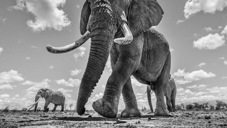 También pasa más de 100 días al año en otras partes de África capturando imágenes de especies icónicas... y las más magníficas de su especie, como esta impactante fotografía de algunos de los elefantes gigantes que quedan en África, "caminando con orgullo por un paisaje árido", tomada en 2019. Créditos: Chris Fallows