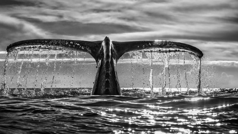 "Leviatán" es una fotografía tomada en 2020 y es "la encarnación del océano y la gran aleta de la ballena", dice Fallows. "Con una simetría perfecta, agua en cascada y un océano y cielo cambiantes, es lo más cerca que he estado en más de 30 años de intentar capturar el símbolo perfecto del mar". Tomó esta imagen con una Canon R5, utilizando una velocidad de obturación de 1/1000 de segundo. Créditos: Chris Fallows