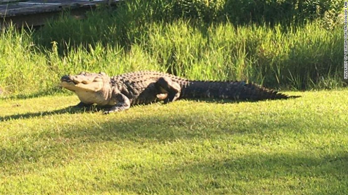 El caimán Okefenokee Joe falleció debido a la vejez, según el Coastal Ecology Lab.