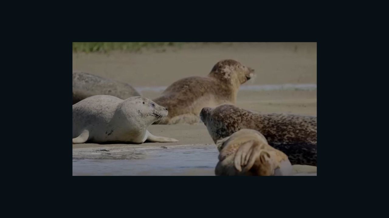 CNNE 1064644 - asi es como focas ayudan a recuperacion del rio tamesis