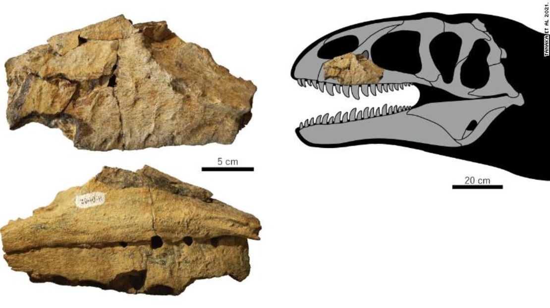 El fósil fue descubierto en la década de 1980, pero solo con un análisis reciente los paleontólogos concluyeron que se trataba de una especie de dinosaurio previamente desconocida.