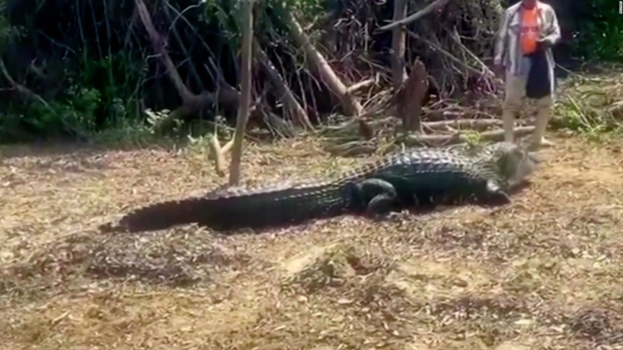 CNNE 1065478 - mira la curiosa amistad entre un caiman y una persona