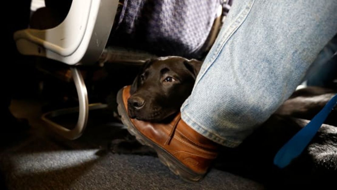 Varias compañías aéreas comerciales han prohibido los animales de apoyo emocional en los vuelos en el último año.