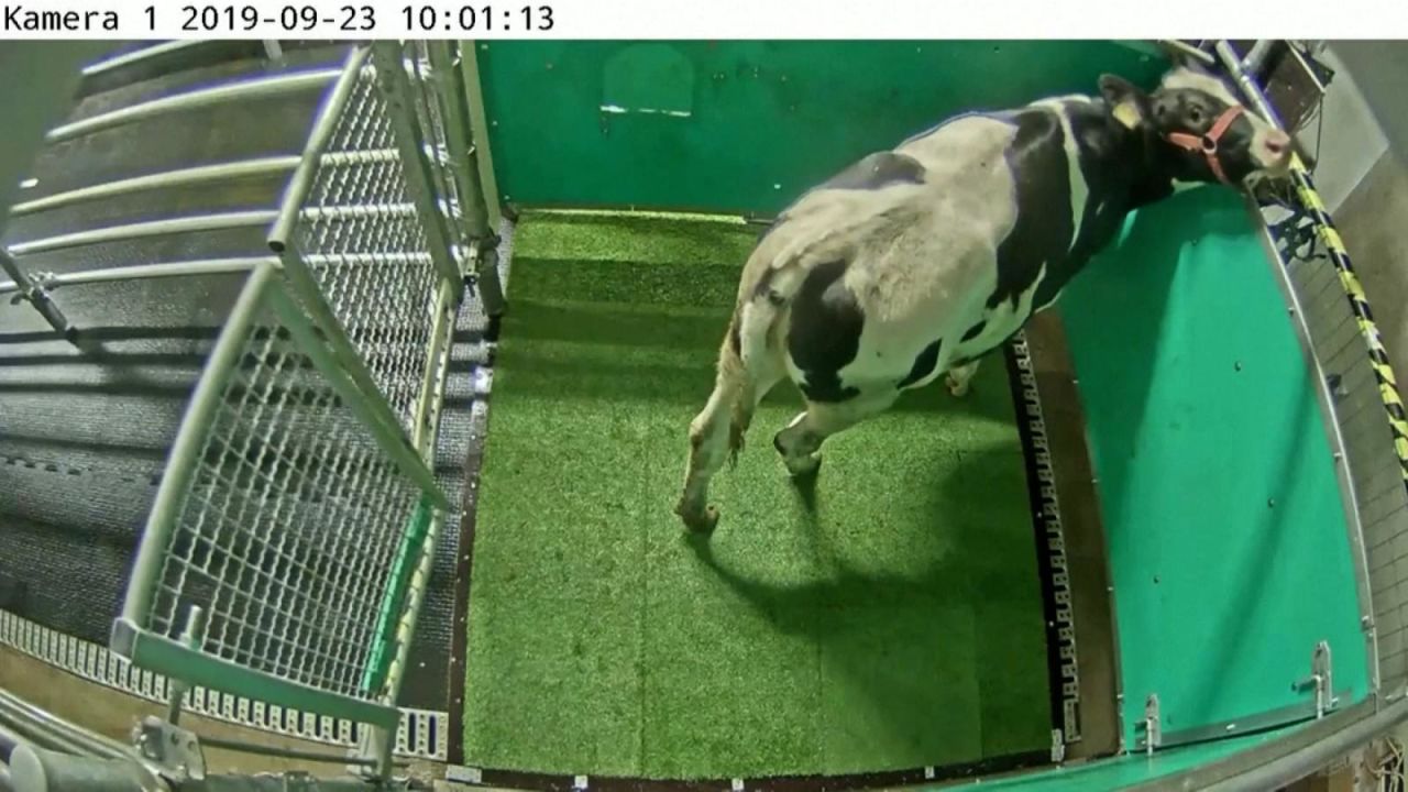 CNNE 1067252 - ¿por que entrenan a las vacas para usar el bano?