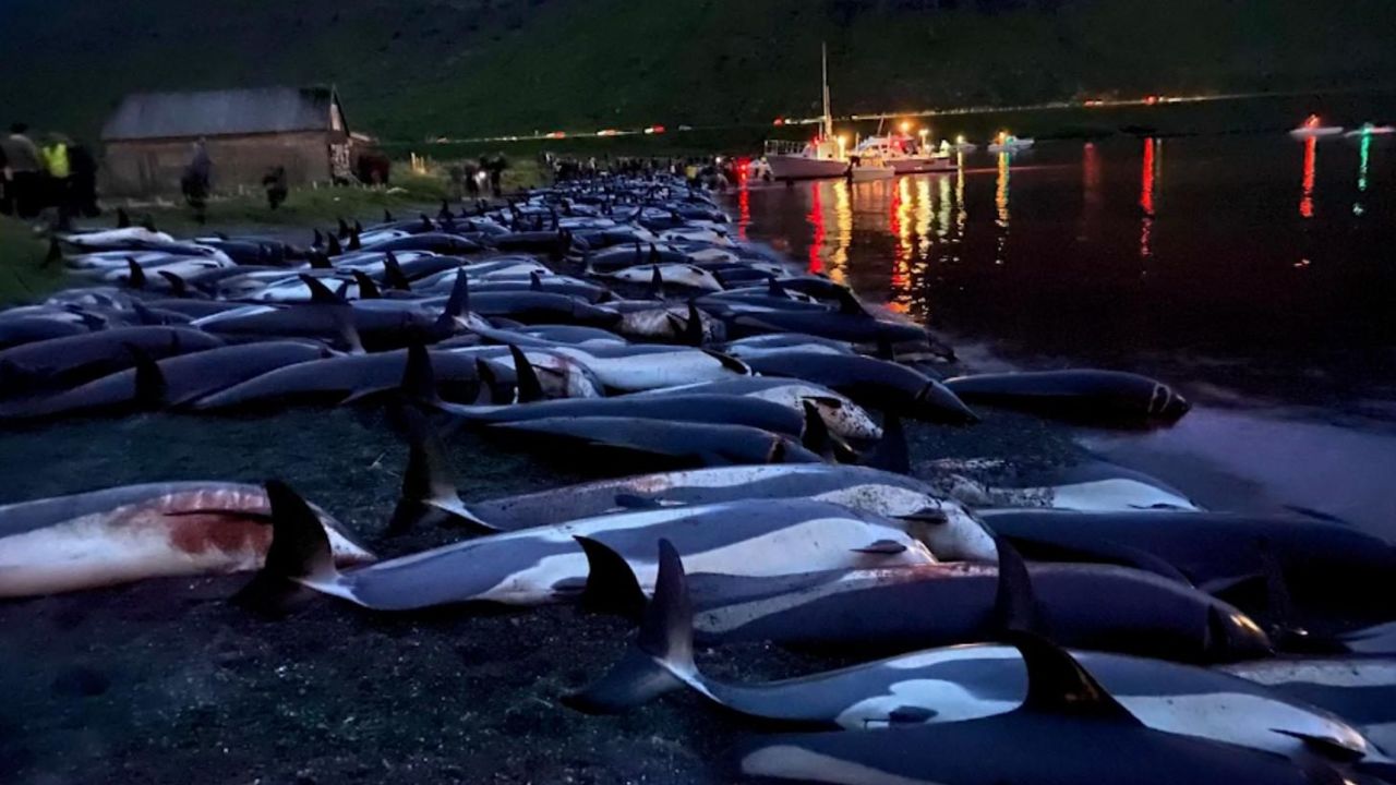 CNNE 1067276 - un mar de sangre- dramatica caceria de mas de 1400 delfines