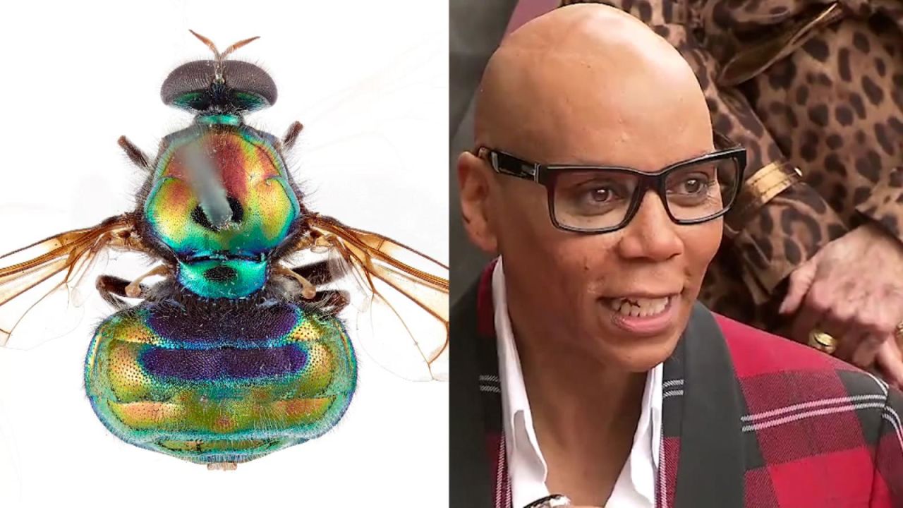 CNNE 1068032 - australia nombra una mosca en honor a rupaul