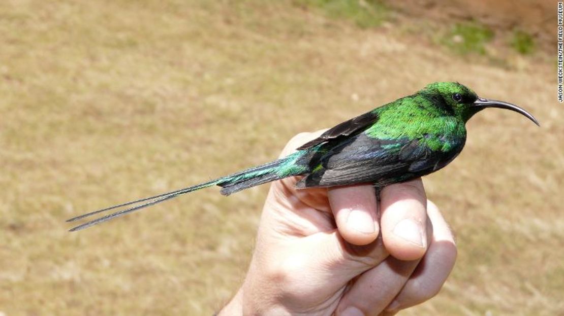 Los pájaros de sol modernos también tienen plumas largas en la cola.