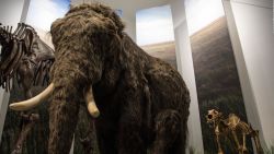 CNNE 1068508 - genetistas buscan revivir a un mamut lanudo, ¿es etico?