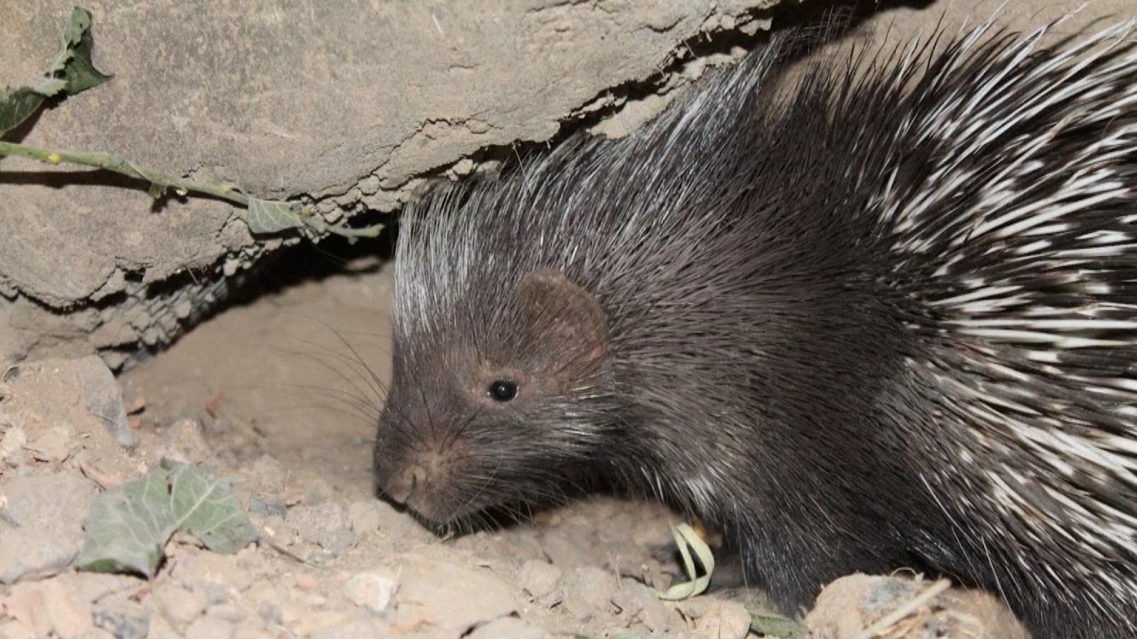 El zoológico de Londres muestra a un nuevo bebé puercoespín disfrutando  junto a sus padres